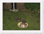 Egels in de tuin 040 * 3648 x 2736 * (5.88MB)